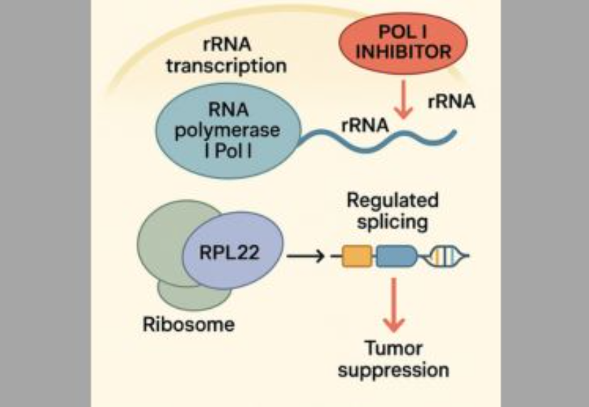 New Cancer Target Discovered